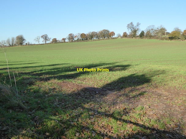 Photo 6"x4" Field of winter cereal near Kimbolton Hamnish Clifford c2016