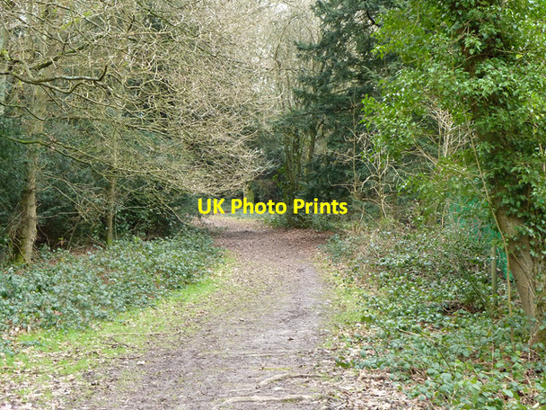 Photo 6"x4" Path, Coulsdon Common Caterham c2011
