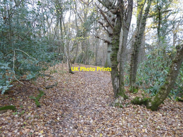 Photo 6"x4" Horse Wood Cowfold\/TQ2122 c2016