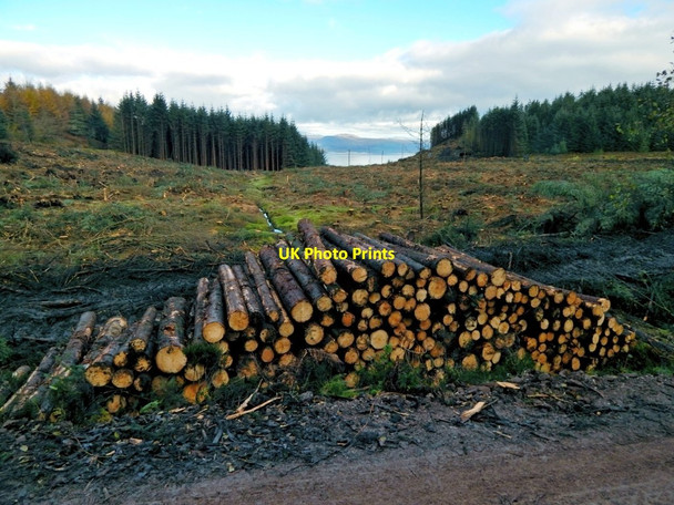 Photo 6"x4" Cleared forestry land near Gouk Hill Arden\/NS3684 c2016
