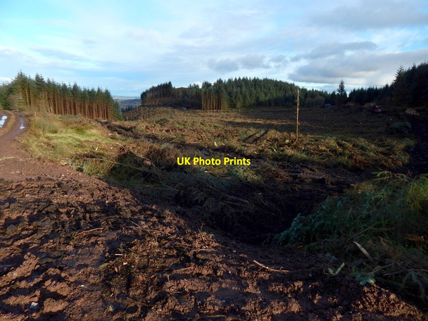 Photo 6"x4" Cleared forestry land near Gouk Hill Arden\/NS3684 c2016