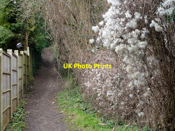 Photo 6"x4" Old Man's Beard by the path Caterham c2011