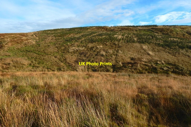 Photo 6"x4" Plantation beside the Red Burn Arden\/NS3684 c2016
