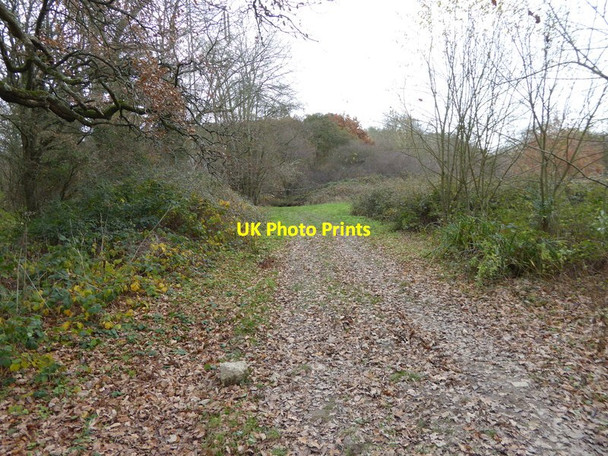 Photo 6"x4" Footpath to the woods Cowfold\/TQ2122 c2016