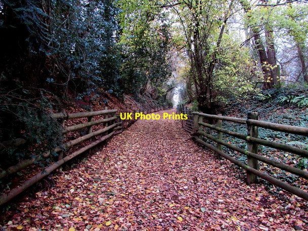 Photo 6"x4" Leafy carpet on the Usk Valley Walk, Llanllowell Usk\/Brynbuga c2016