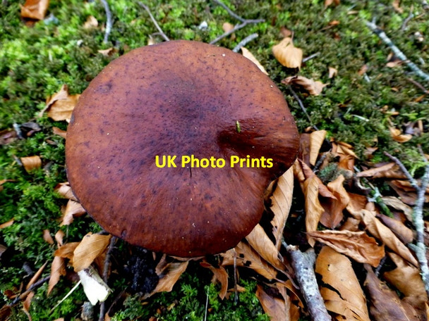 Photo 6"x4" Fungus, Tyrone County Hospital grounds Omagh c2016