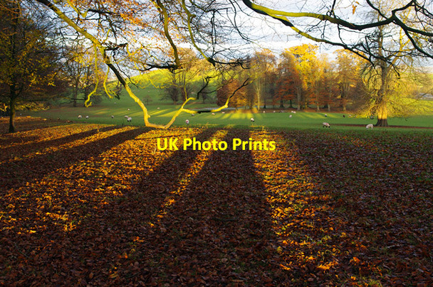 Photo 6"x4" Dallam Park Beetham\/SD4979 c2016