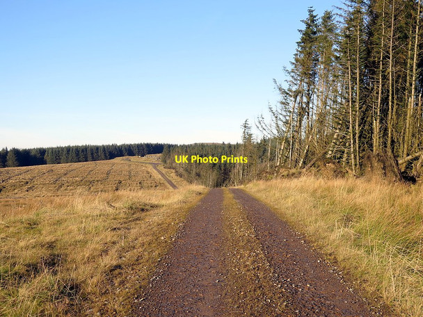 Photo 6"x4" Forest track near Barron's Pike Bewcastle c2016