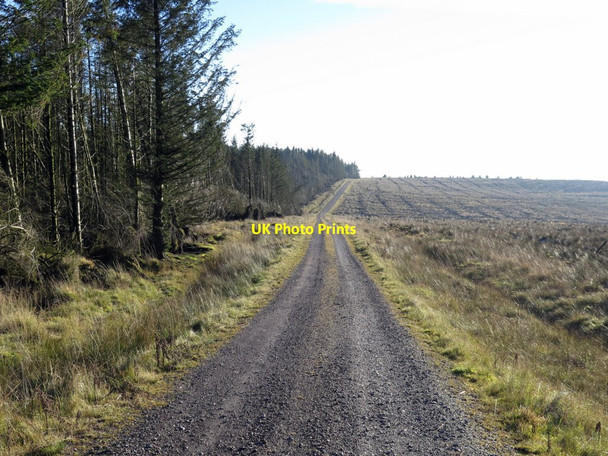 Photo 6"x4" Forest track near Hazelgill Crag Bewcastle c2016