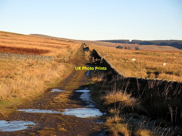 Photo 6"x4" Track near The Pike Bewcastle c2016