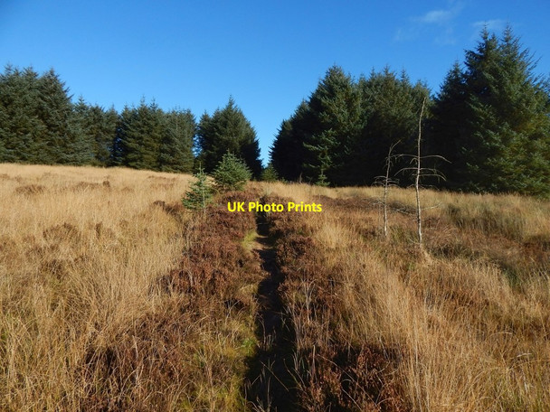Photo 6"x4" Path to Pappert Hill Bonhill c2016