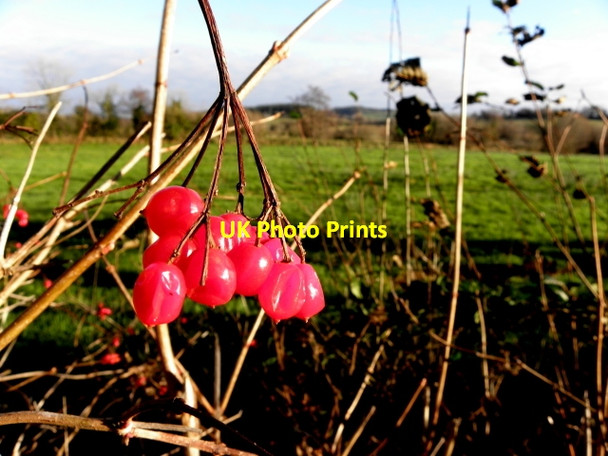 Photo 6"x4" Berries, Drumscra Drumquin c2016