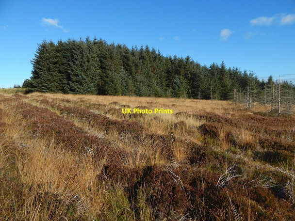 Photo 6"x4" Cleared woodland near summit of Pappert Hill Bonhill c2016