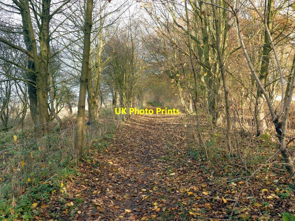 Photo 6"x4" A path of Autumn leaves Alkborough c2016