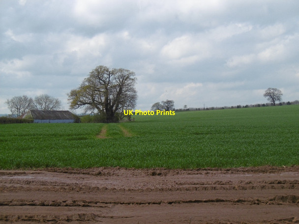 Photo 6"x4" Winter cereals. Moraston Lower Grove Common c2016