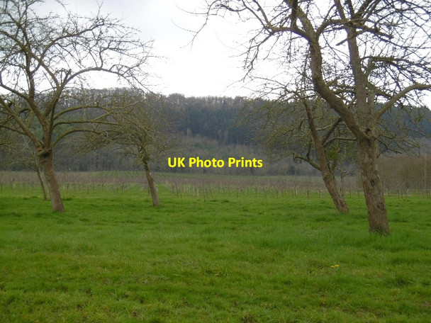 Photo 6"x4" Orchard, Hildersley Ross-on-Wye c2016