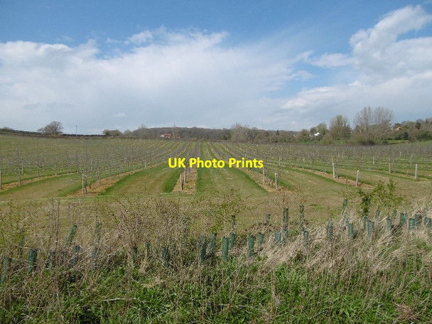 Photo 6"x4" Orchard, Gorsley Common Gorsley Common c2016