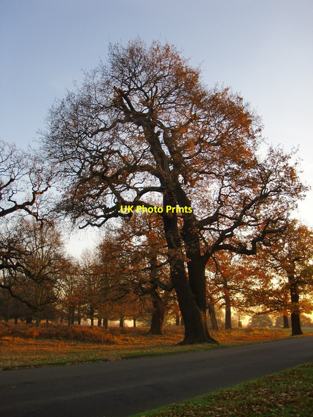 Photo 6"x4" Oaks near Ham Dip Kingston Upon Thames c2016