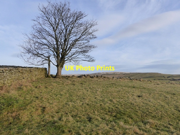 Photo 6"x4" Lone tree in Teesdale Langdon Beck\/NY8531 c2016