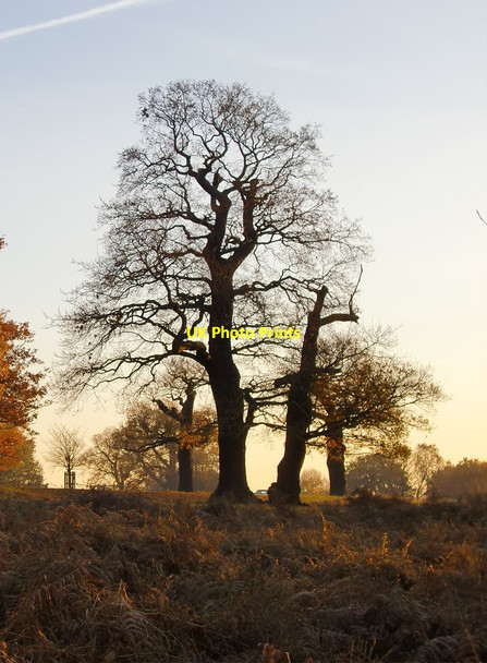 Photo 6"x4" Oaks near Ham Dip, late November Kingston Upon Thames c2016