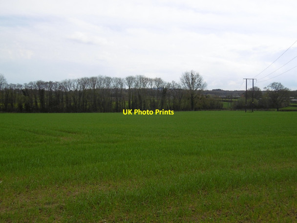 Photo 6"x4" Winter cereals, Rock Dymock c2016