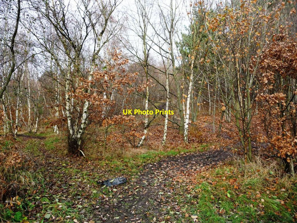 Photo 6"x4" Path into the woods, off Bradberry Balk Lane Low Laithes\/SE3804 c2016