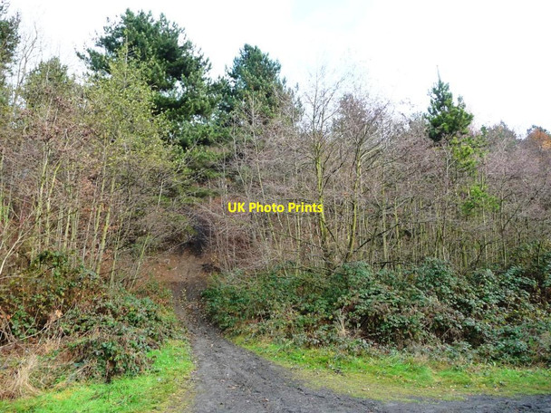 Photo 6"x4" Path into the woods, north side of former railway Low Laithes\/SE3804 c2016