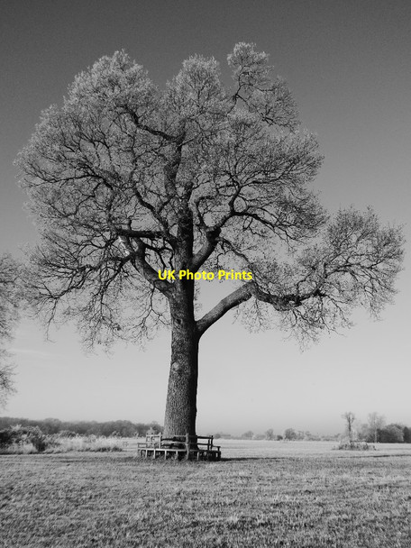 Photo 6"x4" Tree in Croome Park Dunstall Common c2016