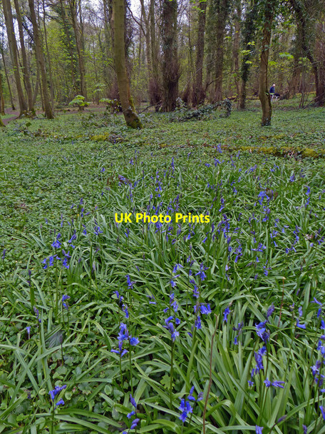 Photo 6"x4" Bluebells at Himley Plantation Himley c2016