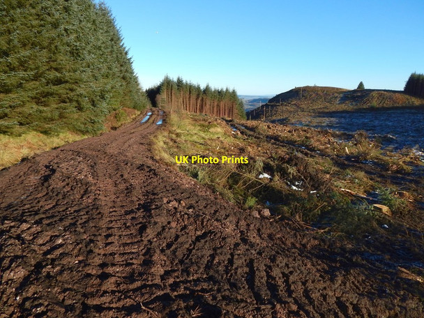 Photo 6"x4" Forestry track near Goukhill Muir Arden\/NS3684 c2016