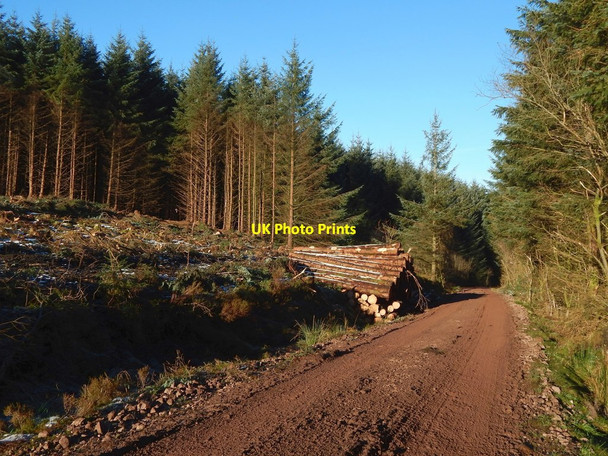 Photo 6"x4" Forestry track and timber stack Arden\/NS3684 c2016