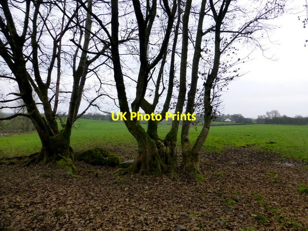 Photo 6"x4" Trees, Bancran Beragh c2016