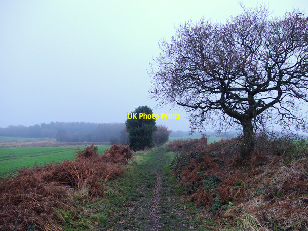 Photo 6"x4" Hawthorn on path between Boar's Den Farm and High Moor Lane High Moor\/SD5011 c2016