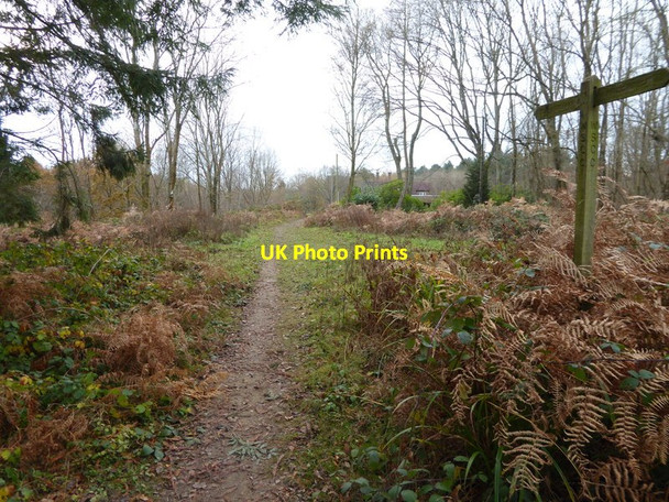 Photo 6"x4" Bridleway in Finche's Wood Monk's Gate c2016