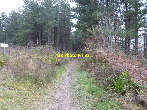 Photo 6"x4" Bridleway crosses clearing beneath power lines in  Bushy Copse Monk's Gate c2016