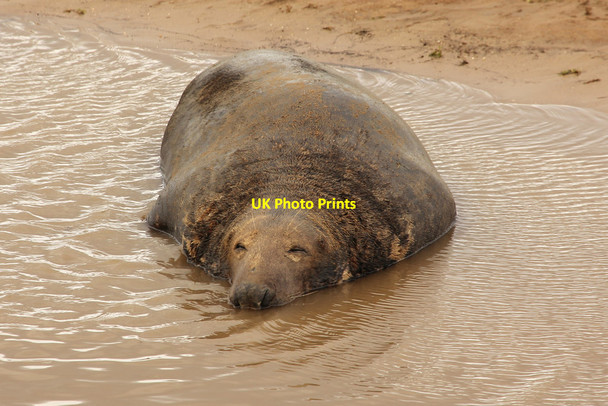 Photo 6"x4" Grey Seal Donna Nook c2016