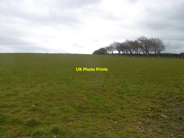 Photo 6"x4" Field, Carbellow Cronberry c2016