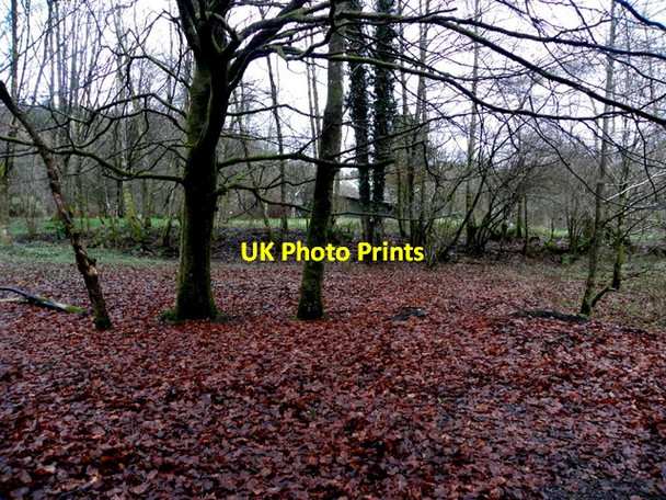 Photo 6"x4" Bare trees and fallen leaves, Lislap East Gortin c2016