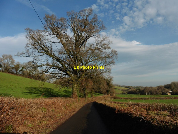 Photo 6"x4" Lane on Tower Hill Holcombe Rogus c2016
