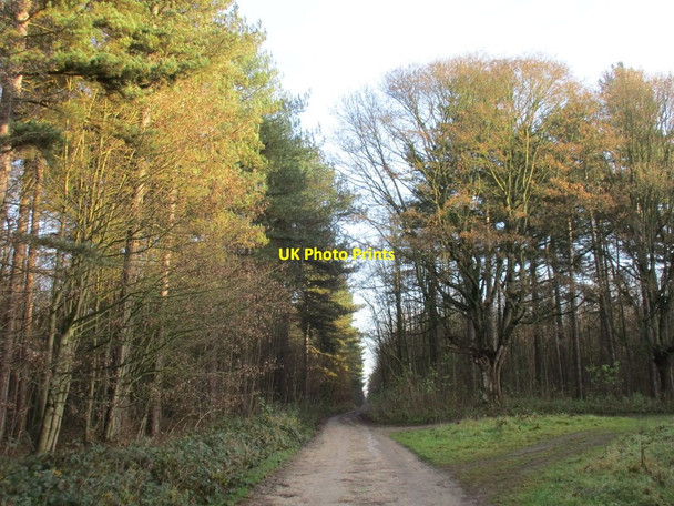 Photo 6"x4" Track through Laughton Forest Laughton\/SK8497 c2016