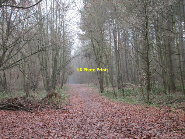 Photo 6"x4" Track in Laughton Forest Scotterthorpe c2016