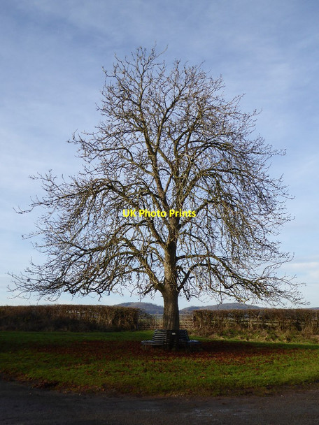 Photo 6"x4" Tree in Berrow Berrow\/SO7934 c2016