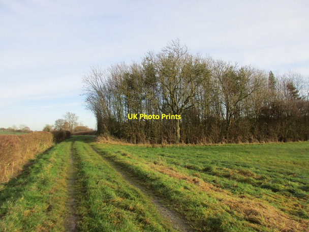 Photo 6"x4" Hopyard Lane and small area of woodland Egmanton c2016