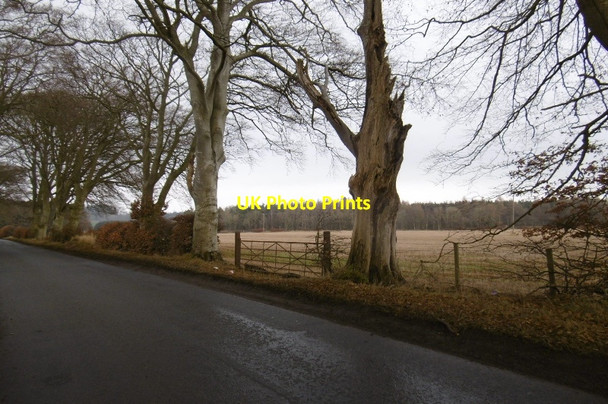 Photo 6"x4" Roadside beeches, Powside Tibbermore c2016