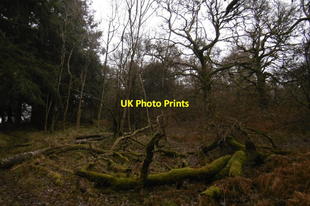 Photo 6"x4" Methven Wood Almondbank c2016