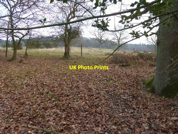 Photo 6"x4" Footpath goes east out of Coate's Furzefield Copsale c2016