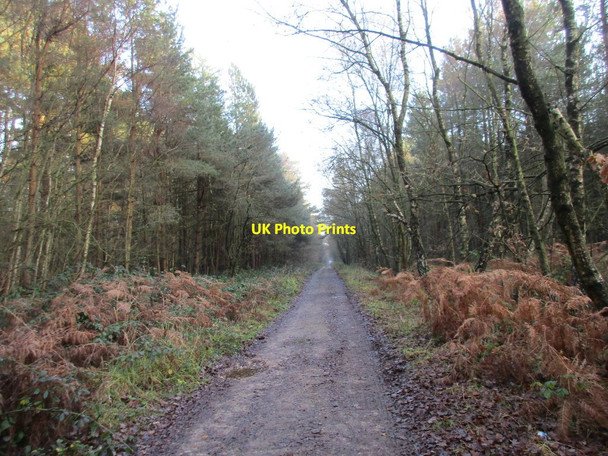 Photo 6"x4" Ride on Scotton Common Scotton\/SK8899 c2016