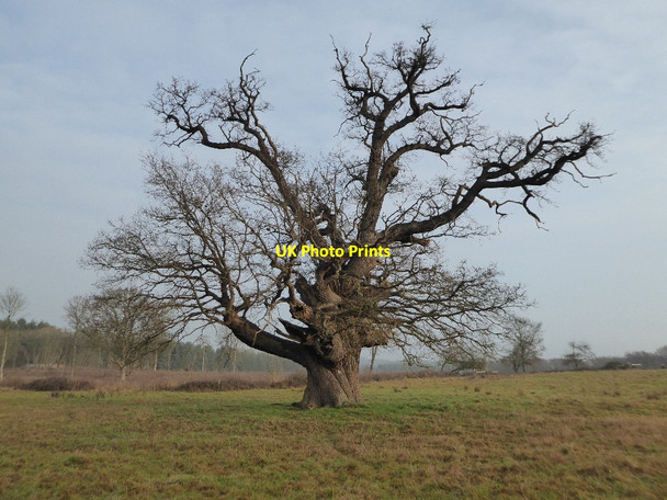 Photo 6"x4" Oak tree in Croome Park Dunstall Common c2016