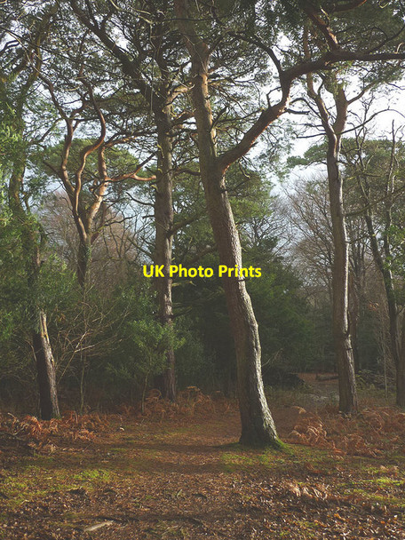 Photo 6"x4" Scots pines, Eaves Wood Elmslack c2016