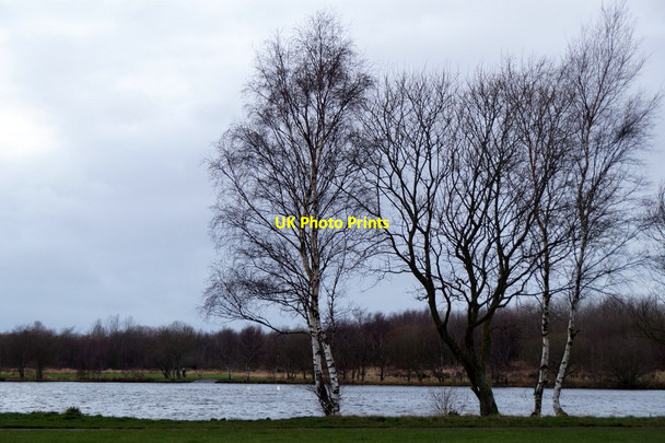 Photo 6"x4" Trees beside the lake on Levenhall Links Musselburgh c2016
